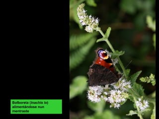 Bolboreta (Inachis io)
alimentándose nun
mentraste
 