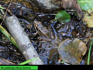 Ra patilonga (Rana iberica)
 