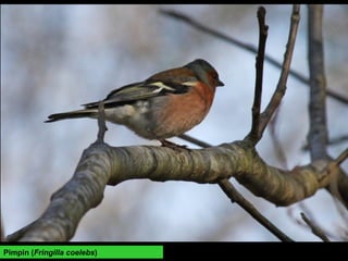 Pimpin (Fringilla coelebs)
 