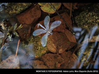 MONTAXE E FOTOGRAFÍAS: Adela Leiro, Mon Daporta (Xuño 2012)
 