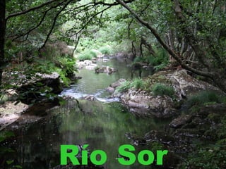 Río Sor
 