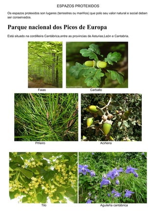 ESPAZOS PROTEXIDOS
Os espazos protexidos son lugares (terrestres ou mariños) que polo seu valor natural e social deben
ser conservados.
Parque nacional dos Picos de Europa
Está situado na cordilleira Cantábrica,entre as provincias de Asturias,León e Cantabria.
Faias Carballo
Piñeiro Aciñeira
Tilo Aguileña cantábrica