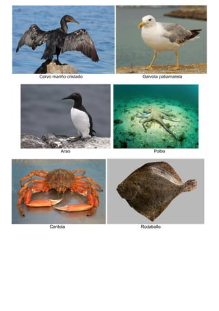 Corvo mariño cristado Gaivota patiamarela
Arao Polbo
Centola Rodaballo