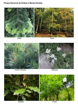 Parque Nacional de Ordesa e Monte Perdido (Pirineos)
Abeto Faias
Piñeiro silvestre Edelweis
Aciñeira Freixo