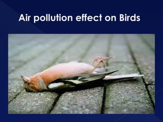 Air pollution effect on Birds
 