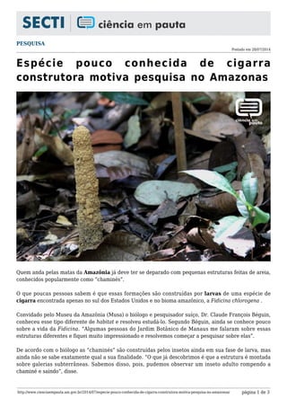 PESQUISA
Postado em 28/07/2014
http://www.cienciaempauta.am.gov.br/2014/07/especie-pouco-conhecida-de-cigarra-construtora-motiva-pesquisa-no-amazonas/ página 1 de 3
Espécie pouco conhecida de cigarra
construtora motiva pesquisa no Amazonas
Quem anda pelas matas da Amazônia já deve ter se deparado com pequenas estruturas feitas de areia,
conhecidos popularmente como “chaminés”.
O que poucas pessoas sabem é que essas formações são construídas por larvas de uma espécie de
cigarra encontrada apenas no sul dos Estados Unidos e no bioma amazônico, a Fidicina chlorogena .
Convidado pelo Museu da Amazônia (Musa) o biólogo e pesquisador suíço, Dr. Claude François Béguin,
conheceu esse tipo diferente de habitat e resolveu estudá-lo. Segundo Béguin, ainda se conhece pouco
sobre a vida da Fidicina. “Algumas pessoas do Jardim Botânico de Manaus me falaram sobre essas
estruturas diferentes e fiquei muito impressionado e resolvemos começar a pesquisar sobre elas”.
De acordo com o biólogo as “chaminés” são construídas pelos insetos ainda em sua fase de larva, mas
ainda não se sabe exatamente qual a sua finalidade. “O que já descobrimos é que a estrutura é montada
sobre galerias subterrâneas. Sabemos disso, pois, pudemos observar um inseto adulto rompendo a
chaminé e saindo”, disse.
 