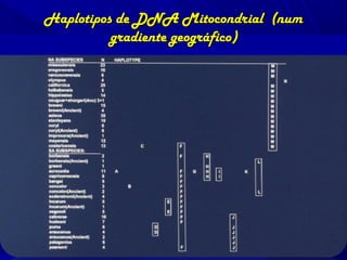 Haplotipos de DNA Mitocondrial (num
gradiente geográfico)

 