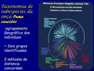 Taxonomia de
subespécies da
onça Puma
concolor
-agrupamento
Geográfico dos
indivíduos
~ Seis grupos
identificados
2 métodos de
distancia
concordam

 