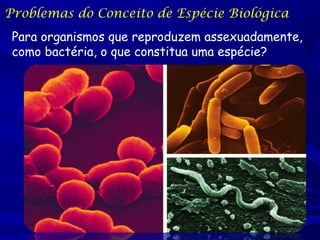 Problemas do Conceito de Espécie Biológica
Para organismos que reproduzem assexuadamente,
como bactéria, o que constitua uma espécie?

 