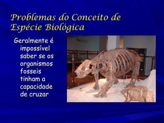 Problemas do Conceito de
Espécie Biológica
Geralmente é
impossível
saber se os
organismos
fosseis
tinham a
capacidade
de cruzar

 