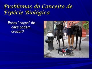 Problemas do Conceito de
Espécie Biológica
Essas “raças” de
cães podem
cruzar?

 