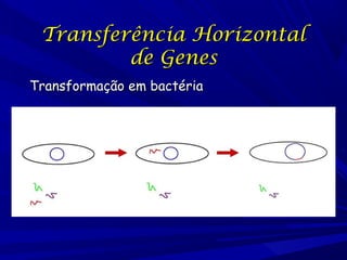 Transferência Horizontal
de Genes
Transformação em bactéria

 