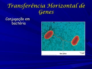Transferência Horizontal de
Genes
Conjugação em
bactéria

 