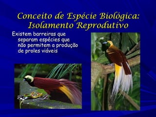 Conceito de Espécie Biológica:
Isolamento Reprodutivo

Existem barreiras que
separam espécies que
não permitem a produção
de proles viáveis

 