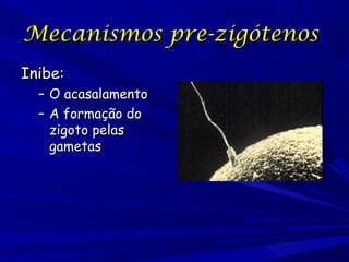 Mecanismos pre-zigótenos
Inibe:
–
–

O acasalamento
A formação do
zigoto pelas
gametas

 
