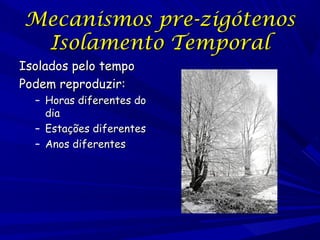 Mecanismos pre-zigótenos
Isolamento Temporal

Isolados pelo tempo
Podem reproduzir:

– Horas diferentes do
dia
– Estações diferentes
– Anos diferentes

 