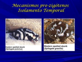 Mecanismos pre-zigótenos
Isolamento Temporal

 