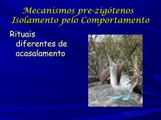 Mecanismos pre-zigótenos
Isolamento pelo Comportamento
Rituais
diferentes de
acasalamento

 