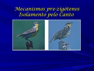 Mecanismos pre-zigótenos
Isolamento pelo Canto

 