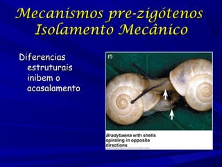 Mecanismos pre-zigótenos
Isolamento Mecânico
Diferencias
estruturais
inibem o
acasalamento

 