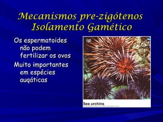 Mecanismos pre-zigótenos
Isolamento Gamético
Os espermatoides
não podem
fertilizar os ovos
Muito importantes
em espécies
auqáticas

 