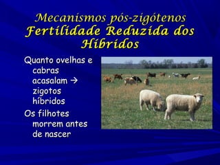 Mecanismos pós-zigótenos
Fertilidade Reduzida dos
Híbridos
Quanto ovelhas e
cabras
acasalam 
zigotos
híbridos
Os filhotes
morrem antes
de nascer

 