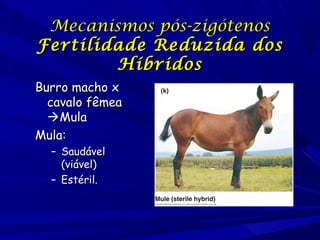 Mecanismos pós-zigótenos
Fertilidade Reduzida dos
Híbridos
Burro macho x
cavalo fêmea
Mula
Mula:
– Saudável
(viável)
– Estéril.

 