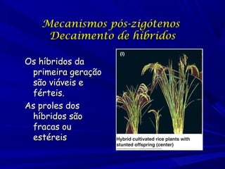 Mecanismos pós-zigótenos
Decaimento de híbridos
Os híbridos da
primeira geração
são viáveis e
férteis.
As proles dos
híbridos são
fracas ou
estéreis

 