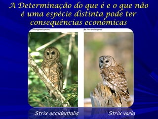 A Determinação do que é e o que não
é uma espécie distinta pode ter
consequências econômicas

Strix occidentalis

Strix varia

 