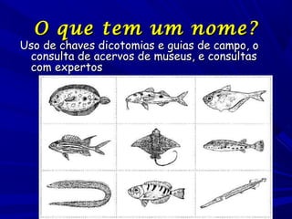 O que tem um nome ?

Uso de chaves dicotomias e guias de campo, o
consulta de acervos de museus, e consultas
com expertos

 