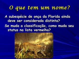 O que tem um nome ?
A subespécie de onça da Florida ainda
deve ser considerada distinta?
Se muda a classificação, como muda seu
status na lista vermelha?

 