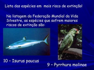 Lista das espécies em mais risco de extinção!
Na listagem da Federação Mundial da Vida
Silvestre, as espécies que sofrem maiores
riscos de extinção são:

10 – Isurus paucus

9 – Pyrrhura molinae

 