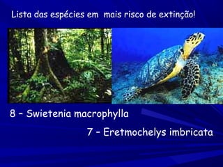 Lista das espécies em mais risco de extinção!

8 – Swietenia macrophylla
7 – Eretmochelys imbricata

 