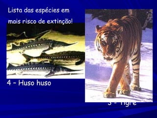 Lista das espécies em
mais risco de extinção!

4 – Huso huso
3 - Tigre

 