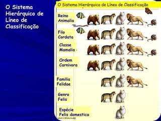 O Sistema
Hierárquico de
Líneo de
Classificação

O Sistema Hierárquico de Líneo de Classificação
Reino
Animalia
Filo
Cordata
Classe
Mamalia
Ordem
Carnivora
Familia
Felidae
Genro
Felis
Espécie
Felis domestica

 