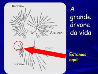 A
grande
árvore
da vida
Estamos
aqui!

 