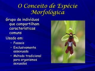 O Conceito de Espécie
Morfológica
Grupo de indivíduos
que compartilham
características
comuns
Usado em:

• Fosseis
• Exclusivamente
assexuada
• Método tradicional
para organismos
sexuados

 
