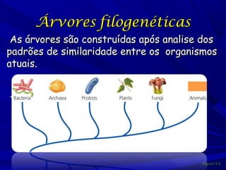 Árvores filogenéticas

•As árvores são construídas após analise dos

padrões de similaridade entre os organismos
atuais.
•.

Figure 5.4

 
