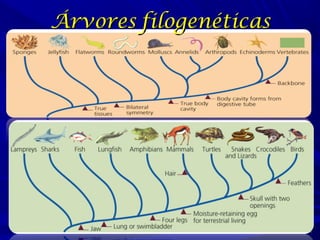Árvores filogenéticas

Figure 5.4

 