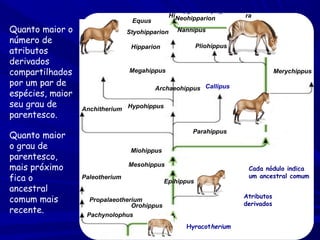Quanto maior o
número de
atributos
derivados
compartilhados
por um par de
espécies, maior
seu grau de
parentesco.
Quanto maior
o grau de
parentesco,
mais próximo
fica o
ancestral
comum mais
recente.

Hippidium and other genera
Neohipparion

Equus

Fig. 1.12 (TE Art)
Styohipparion

Nannipus

Pliohippus

Hipparion

Hypohippus

Megahippus

Merychippus

Archaeohippus Callipus
Anchitherium Hypohippus
Parahippus
Miohippus
Mesohippus
Paleotherium

Epihippus

Cada nódulo indica
um ancestral comum
Atributos
derivados

Propalaeotherium
Orohippus
Pachynolophus
Hyracotherium

 