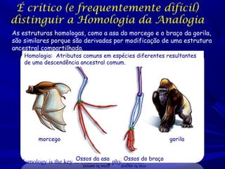 É crítico (e frequentemente difícil)
distinguir a Homologia da Analogia
As estruturas homologas, como a asa do morcego e o braço da gorila,
são similares porque são derivadas por modificação de uma estrutura
ancestral compartilhada.
Homologia: Atributos comuns em espécies diferentes resultantes
de uma descendência ancestral comum.

morcego
Ossos da asa
Ossos do
Homology is the key to establishing phylogenies. braço

gorila

 