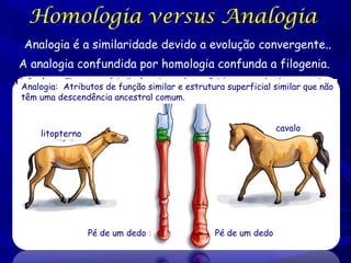 Homologia versus Analogia
Analogia é a similaridade devido a evolução convergente..
A analogia confundida por homologia confunda a filogenia.
Analogia: Atributos de função similar e estrutura superficial similar que não
têm uma descendência ancestral comum.
cavalo

litopterno

Pé de um dedo

Pé de um dedo

 