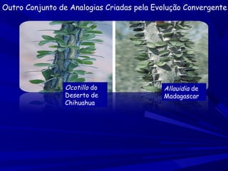 Outro Conjunto de Analogias Criadas pela Evolução Convergente

Ocotillo do
Deserto de
Chihuahua

Allauidia de
Madagascar

 