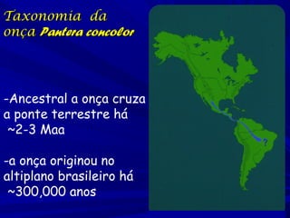 Taxonomia de
subespécies da
onça Puma concolor
2 radiações históricas
principais
-uma com distribuição
local
-uma que ocor...