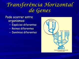Transferência Horizontal
de Genes
Pode ocorrer entre
organismos:

– Espécies diferentes
– Reinos diferentes
– Domínios dif...