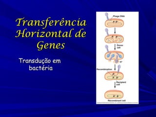 Transferência
Horizontal de
Genes
Transdução em
bactéria

 