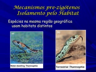 Mecanismos pre-zigótenos
Isolamento pelo Habitat
Espécies na mesma região geográfica
usam habitats distintos

 