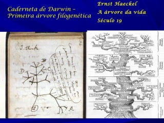 Caderneta de Darwin –
Primeira árvore filogenética

Ernst Haeckel
A árvore da vida
Século 19

 