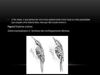 •   c) Às vezes, o que parece ser uma única espécie pode incluir duas ou mais populações
    que ocupam uma mesma área, mas que não cruzam entre si.
Figura 2 Espécies crípticas
Cethia brachydactyla e C. familiares são morfologicamente idênticos.
 