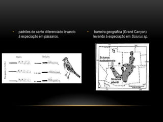 •   padrões de canto diferenciado levando   •    barreira geográfica (Grand Canyon)
    à especiação em pássaros.                   levando à especiação em Sciurus sp.
 